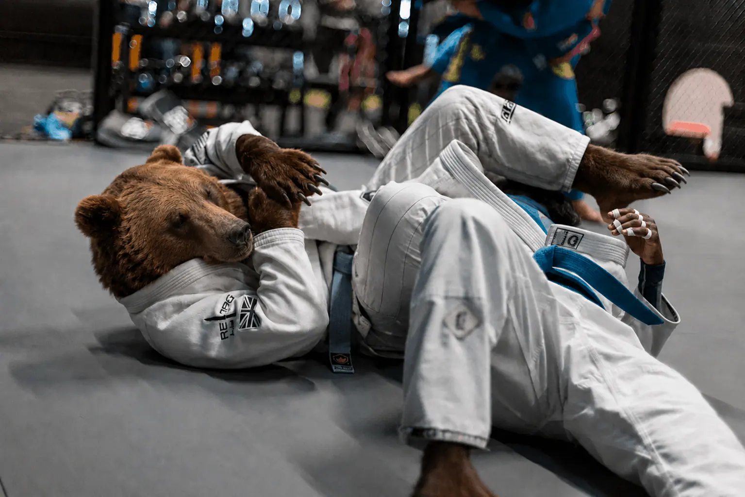 Jiu-Jitsu Brésilien Strongbear Ours Strongbear pratiquant le Jiu-Jitsu Brésilien au sol